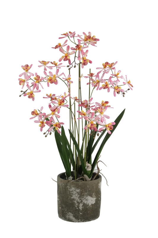 Künstliche Orchidee - Han | 59 cm
