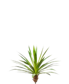 Künstliche Agave - Ole auf transparentem Hintergrund mit echt wirkenden Kunstblättern in natürlicher Anordnung. Künstliche Agave - Ole hat die Farbe Natur und ist 60 cm hoch. | aplanta Kunstpflanzen