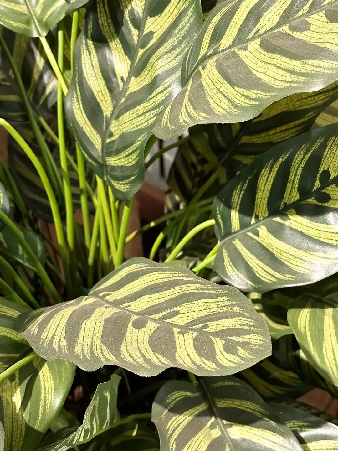 Künstliche Calathea - Emil | 80 cm | Kunstpflanze von aplanta