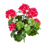 Künstliche Geranie - Madita | 39 cm, Steckpflanze