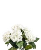 Hochwertige Hortensie künstlich auf transparentem Hintergrund mit echt wirkenden Kunstblättern in natürlicher Anordnung. Künstliche Hortensie - Biggi hat die Farbe Natur und ist 40 cm hoch. | aplanta Kunstpflanzen