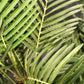 Künstliche Goldfruchtpalme - Eva, 170 cm, Kunstbaum von aplanta, im schwarzen Topf, in Natur, für drinnen