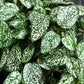 Künstliche Hypoestes - Efe, 50 cm, Kunstpflanze von aplanta, Steckpflanze, in Natur, für drinnen