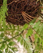 Felce artificiale pendente - Jolie | 35 cm