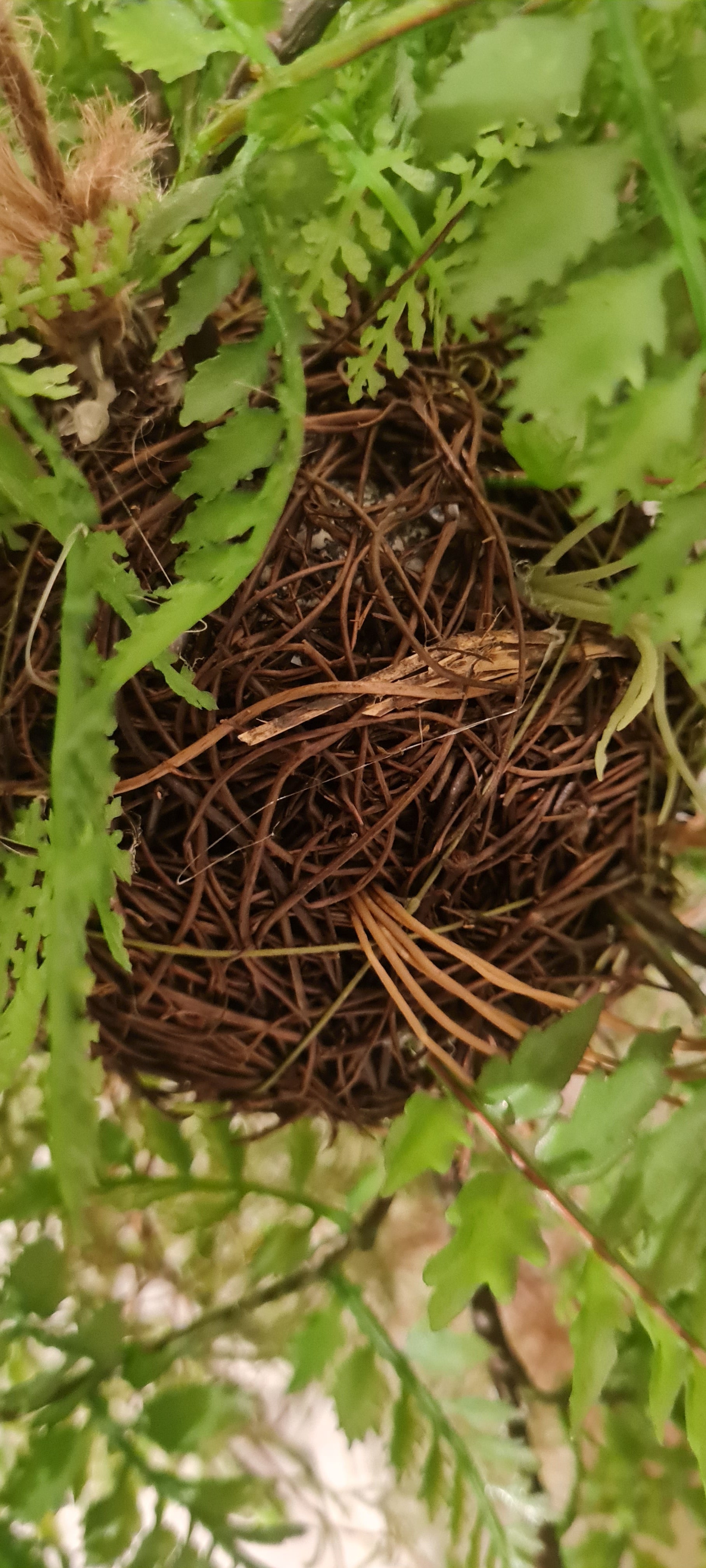 Felce artificiale pendente - Jolie | 35 cm