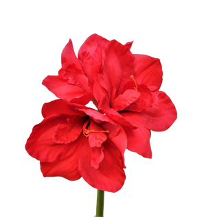 Künstliche Amaryllis - Ilona | 61 cm