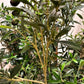 Künstlicher Olivenbaum - Ian, 150 cm, Kunstbaum von aplanta, mit Echtholzstamm, in Natur, für drinnen