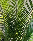 Künstliche Dattelpalme - Kian | 180 cm | Kunstbaum von aplanta