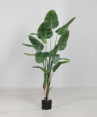 Künstliche Strelitzia - Leon | 210 cm