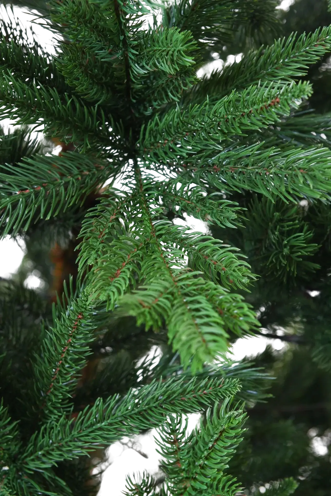 Albero di Natale artificiale - Lucian | 270 cm
