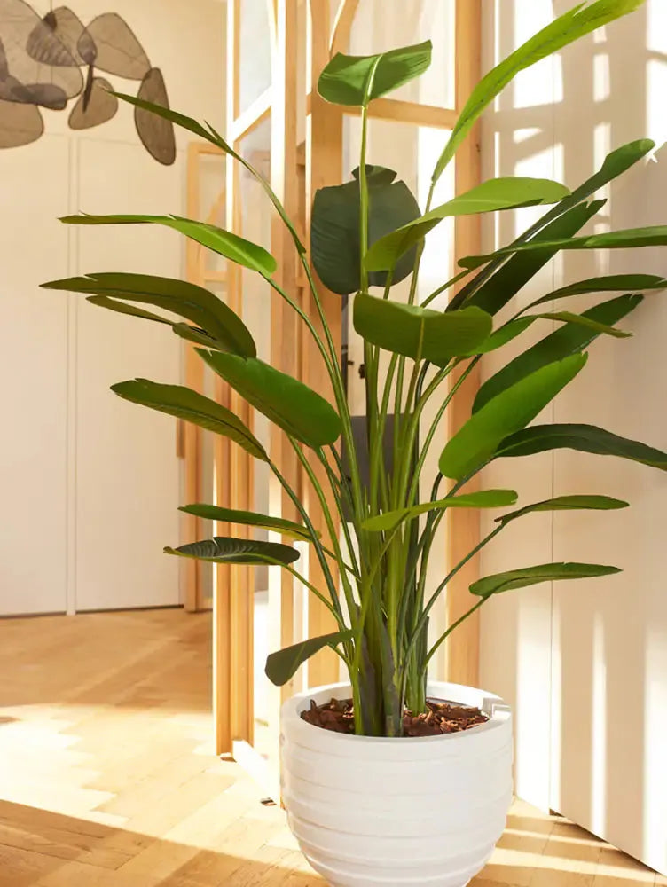 Künstliche Strelitzia - Josephine | 190 cm