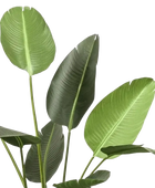 Künstliche Strelitzia - Josephine | 188 cm auf transparentem Hintergrund, als Ausschnitt fotografiert, damit die Details der Kunstpflanze bzw. des Kunstbaums noch deutlicher zu erkennen sind.