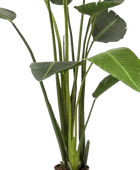 Künstliche Strelitzia - Josephine | 188 cm auf transparentem Hintergrund, als Ausschnitt fotografiert, damit die Details der Kunstpflanze bzw. des Kunstbaums noch deutlicher zu erkennen sind.