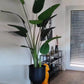 Künstliche Strelitzia - Josephine, 230 cm, Kunstbaum von aplanta, in Natur, für drinnen