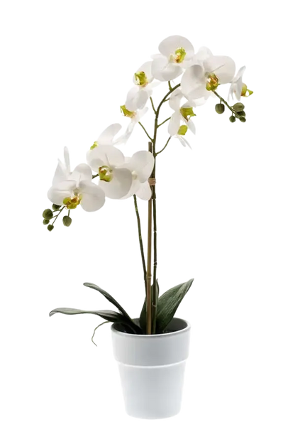 Künstliche Orchidee - Leonard, 65 cm, Kunstblume von aplanta, Real Touch, inkl. Dekotopf, in Natur, für drinnen