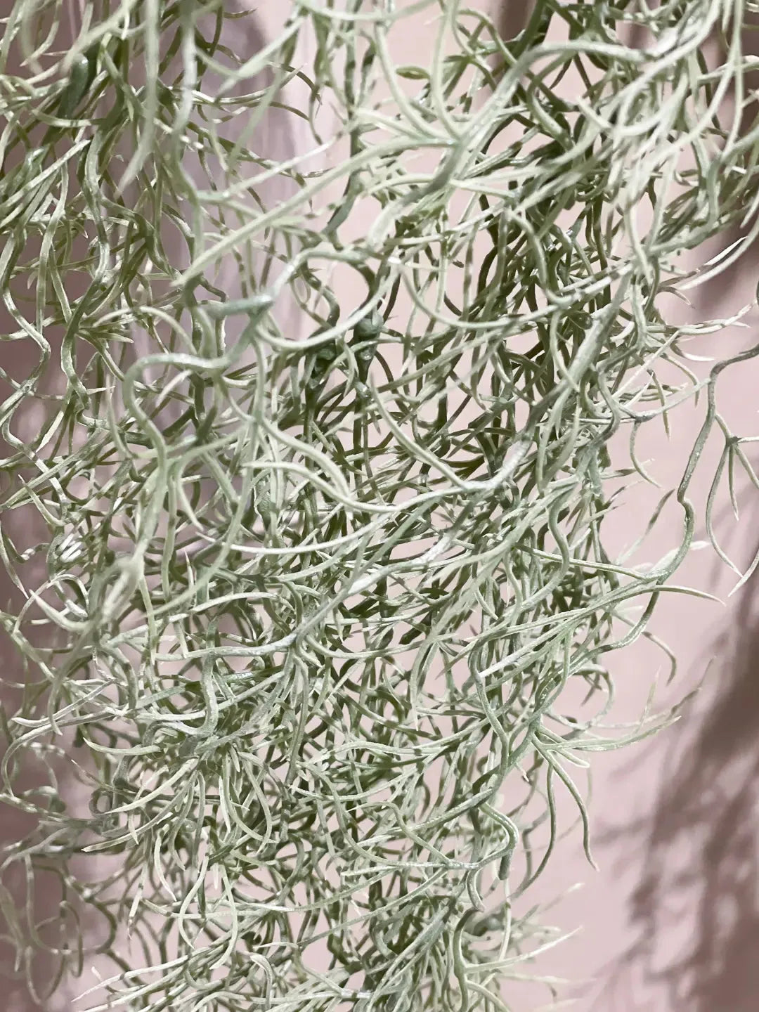 Tillandsia hair bush 85cm grey |  von aplanta