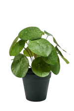 Künstlicher Geldbaum - Justin auf transparentem Hintergrund mit echt wirkenden Kunstblättern. Diese Kunstpflanze gehört zur Gattung/Familie der "GeldBäume" bzw. "Kunst-GeldBäume".