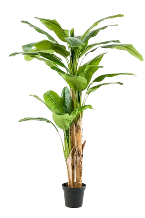 Künstlicher Bananenbaum – Maliora | 210 cm