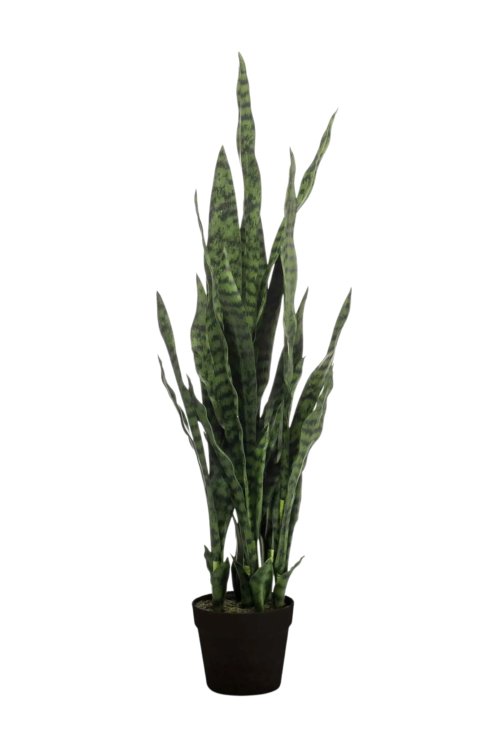 Künstlicher Bogenhanf - Jette auf transparentem Hintergrund mit echt wirkenden Kunstblättern. Diese Kunstpflanze gehört zur Gattung/Familie der "Sansevierias" bzw. "Kunst-Sansevierias".