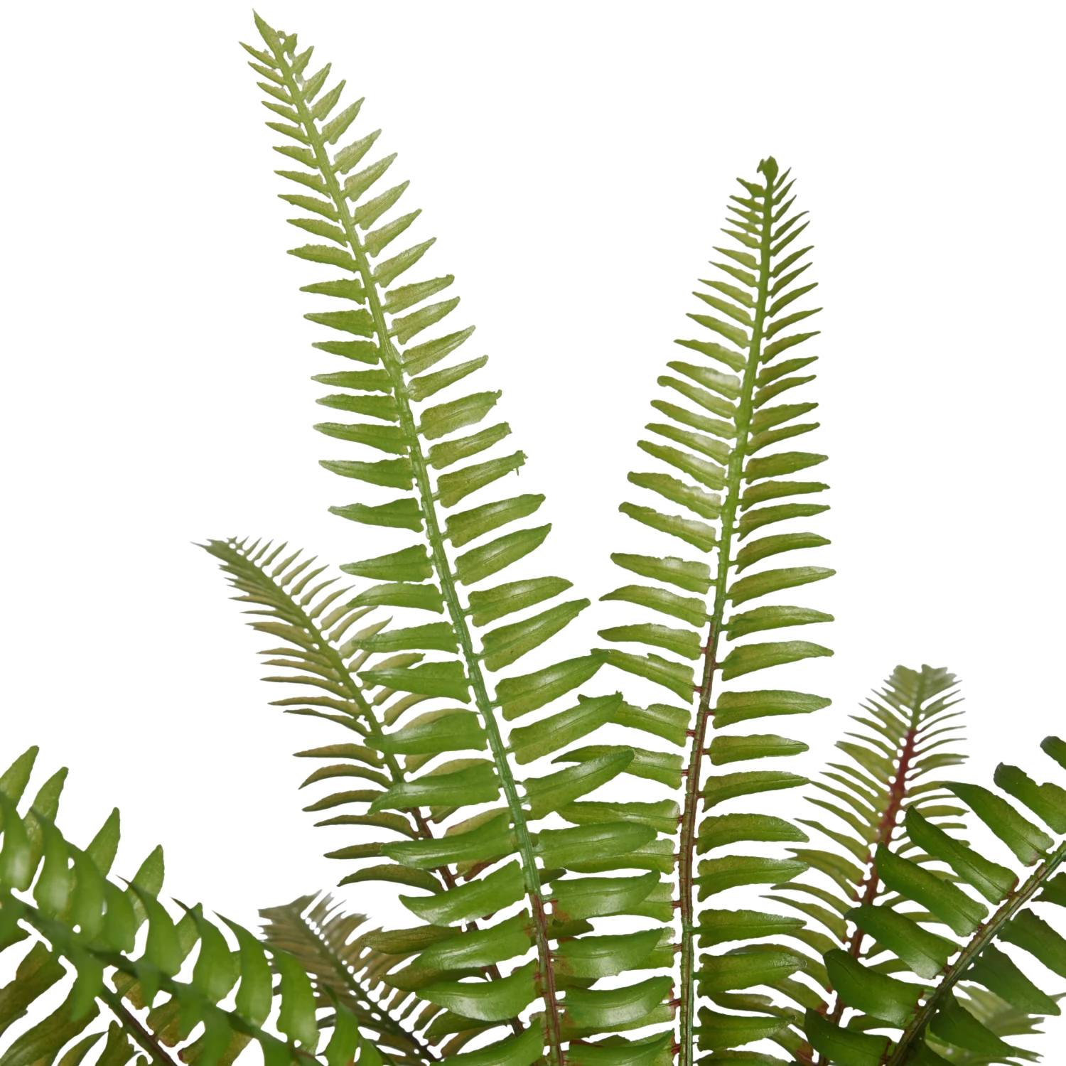 Künstlicher Farn - Isa | 35 cm