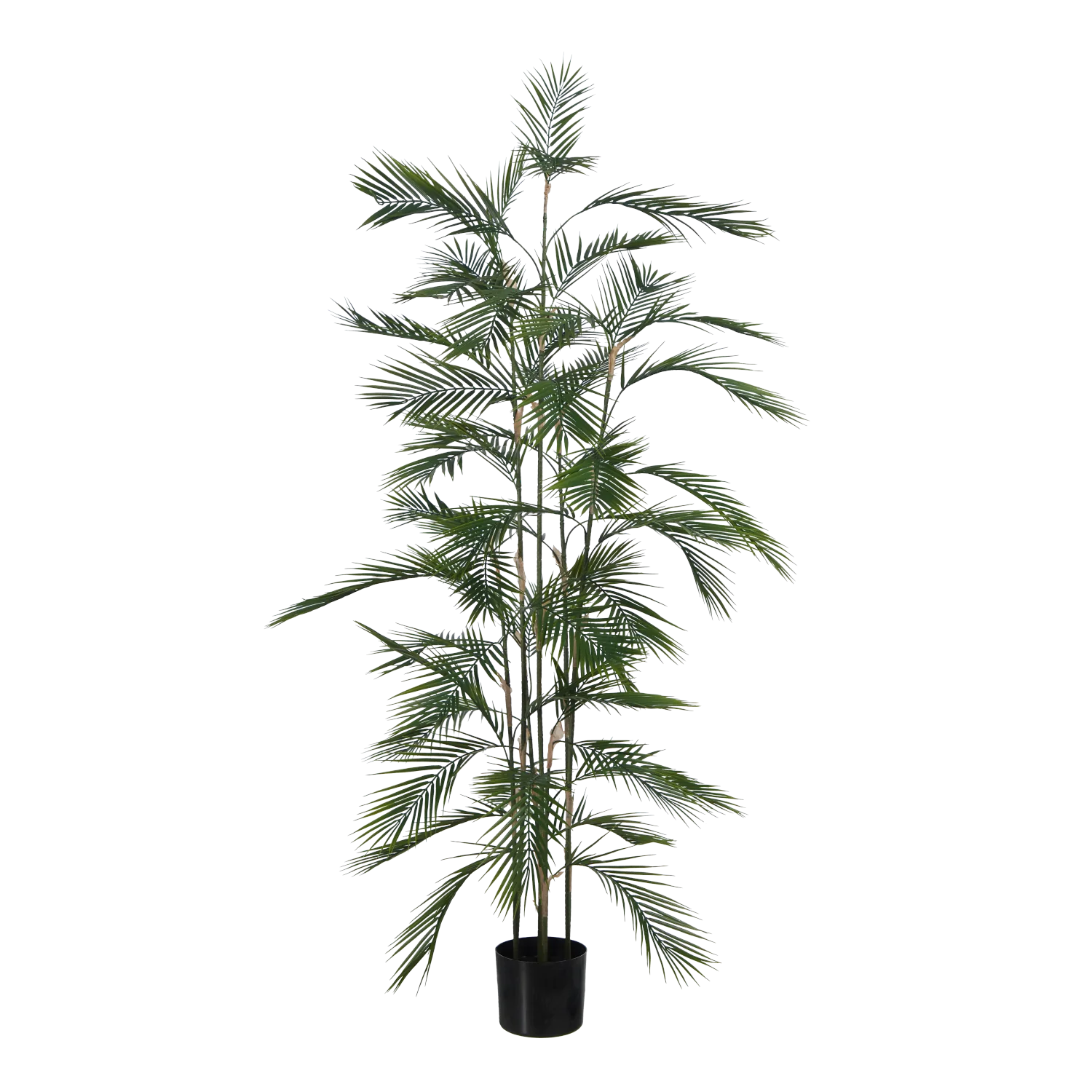 Künstliche Bergpalme - Nolte | 180 cm