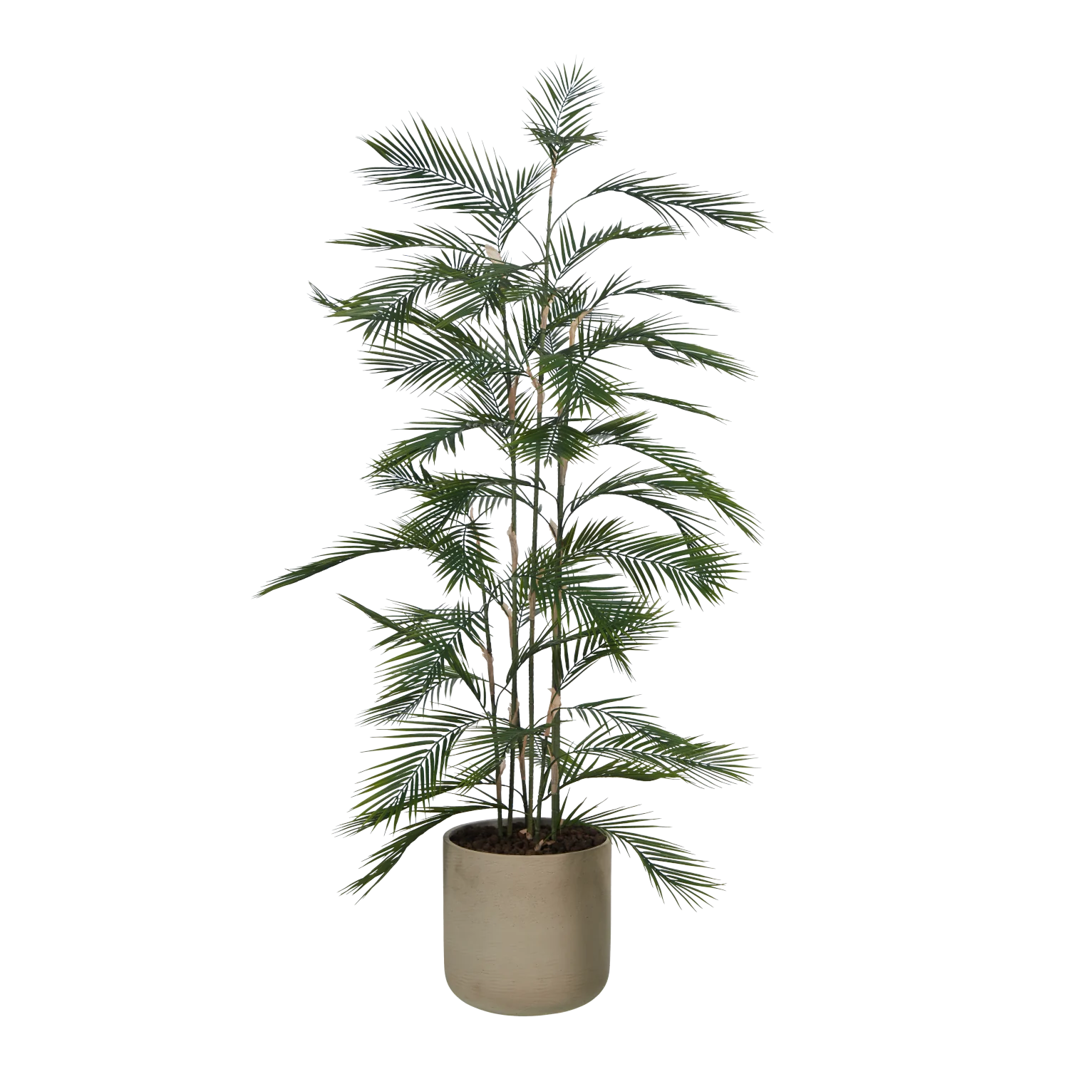 Künstliche Bergpalme - Nolte | 180 cm