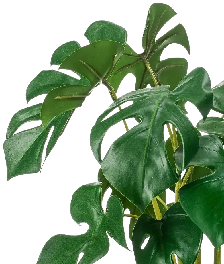 Künstliche Monstera - Joy | 45 cm auf transparentem Hintergrund, als Ausschnitt fotografiert, damit die Details der Kunstpflanze bzw. des Kunstbaums noch deutlicher zu erkennen sind.