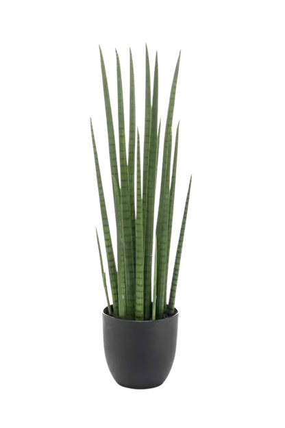 Künstlicher Bogenhanf - Joleen auf transparentem Hintergrund mit echt wirkenden Kunstblättern. Diese Kunstpflanze gehört zur Gattung/Familie der "Sansevierias" bzw. "Kunst-Sansevierias".