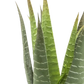 Künstliche Aloe - Patty, 30 cm, Kunstpflanze von aplanta, im schwarzen Topf, in Natur, für drinnen