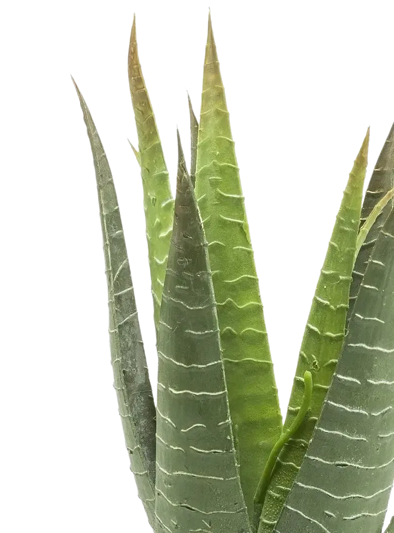 Künstliche Aloe - Patricia | 30 cm auf transparentem Hintergrund, als Ausschnitt fotografiert, damit die Details der Kunstpflanze bzw. des Kunstbaums noch deutlicher zu erkennen sind.