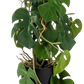Künstliche Monstera - Luise, 75 cm, Kunstpflanze von aplanta, im schwarzen Topf, in Natur, für drinnen