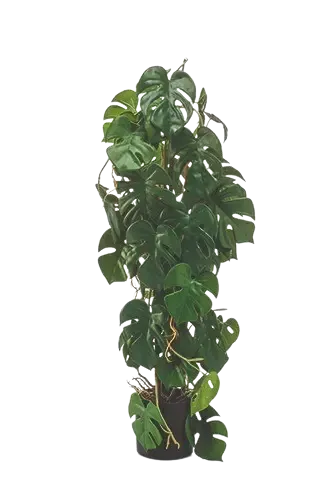 Künstliche Monstera - Luise, 75 cm, Kunstpflanze von aplanta, im schwarzen Topf, in Natur, für drinnen
