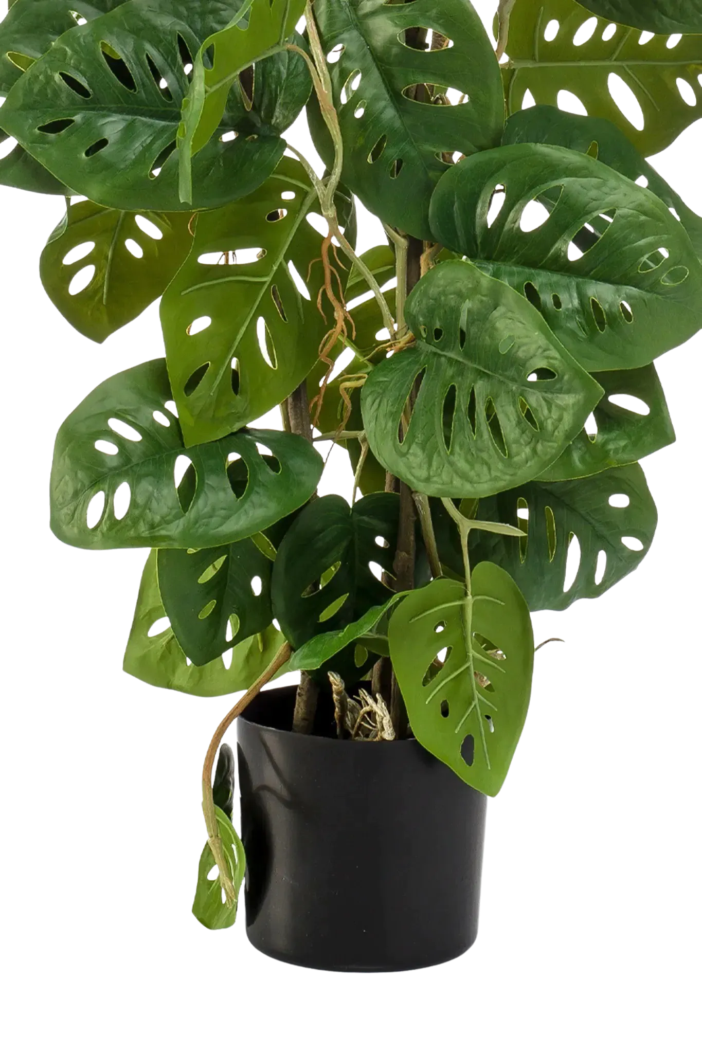 Künstliche Monstera - Jonathan | 75 cm auf transparentem Hintergrund, als Ausschnitt fotografiert, damit die Details der Kunstpflanze bzw. des Kunstbaums noch deutlicher zu erkennen sind.