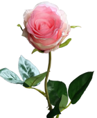 Hochwertige Hortensie künstlich auf transparentem Hintergrund mit echt wirkenden Kunstblättern in natürlicher Anordnung. Künstliche Rose - Efgenia hat die Farbe pink und ist 48 cm hoch. | aplanta Kunstpflanzen