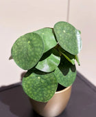 Künstlicher Geldbaum - Leni | 22 cm | Kunstpflanze von aplanta