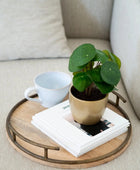 Künstlicher Geldbaum - Leni | 22 cm