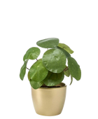 Künstlicher Geldbaum - Leni auf transparentem Hintergrund mit echt wirkenden Kunstblättern in natürlicher Anordnung. Künstlicher Geldbaum - Leni hat die Farbe Natur und ist 22 cm hoch. | aplanta Kunstpflanzen