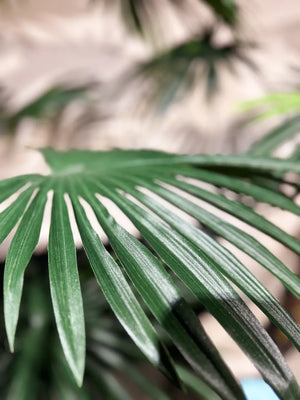 Palma Livistona artificiale - Flo | 240 cm