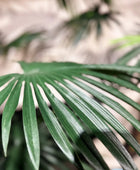 Palma Livistona artificiale - Terra | 180 cm