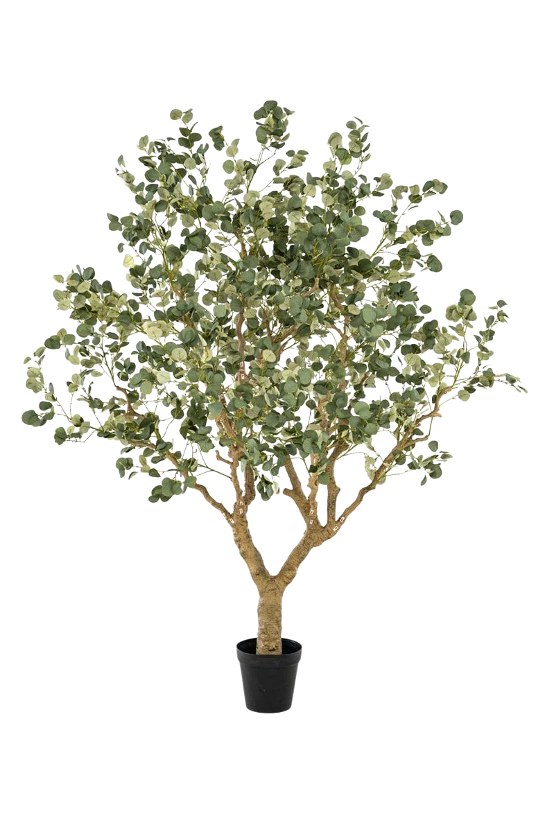 Künstlicher Eucalyptus - Kalli | 240 cm
