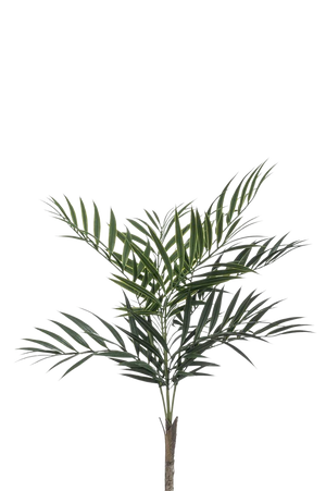 Künstliche Palme - Koa | 60 cm