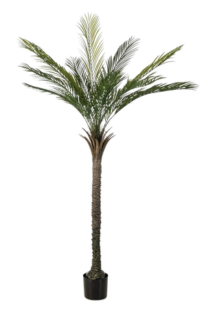 Künstliche Palme - Pitus | 180 cm