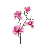 Künstliche Magnolien Zweig - Matilda auf transparentem Hintergrund mit echt wirkenden Kunstblättern in natürlicher Anordnung. Künstliche Magnolien Zweig - Matilda hat die Farbe pink und ist 80 cm hoch. | aplanta Kunstpflanzen