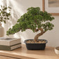Künstlicher Bonsai - Sofia | 44 cm