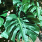 Künstliche Monstera - Chris, 280 cm, Kunstbaum von aplanta, mit Echtholzstamm, im schwarzen Topf, in Natur, für drinnen