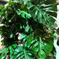 Künstliche Monstera - Chris, 280 cm, Kunstbaum von aplanta, mit Echtholzstamm, im schwarzen Topf, in Natur, für drinnen