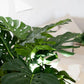 Künstliche Monstera - Thilo, 98 cm, Kunstpflanze von aplanta, in Natur, für drinnen