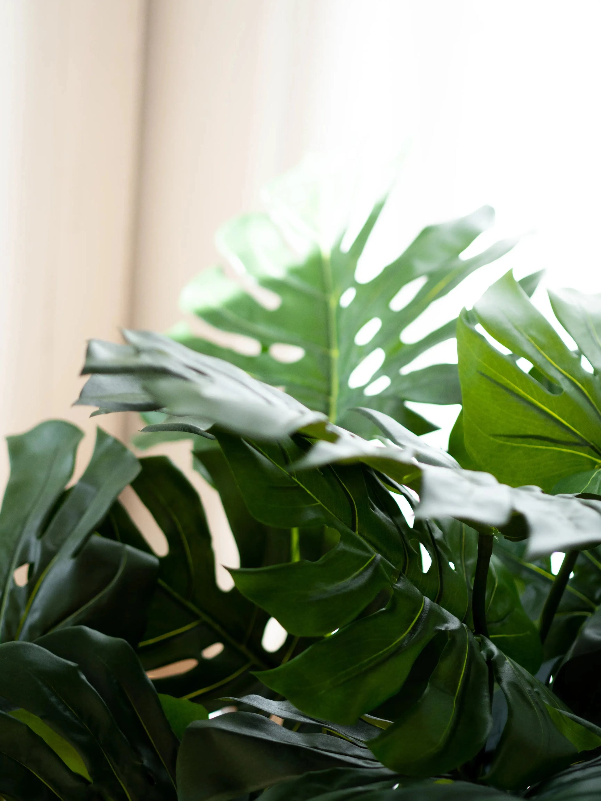 Künstliche Monstera - Thilo | 80 cm