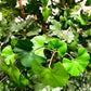Künstlicher Gingko - Tino, 145 cm, Kunstbaum von aplanta, in Natur, für drinnen