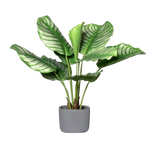 Künstliche Calathea - Mathilda, 50 cm, Kunstpflanze von aplanta, inkl. Dekotopf, in Natur, für drinnen